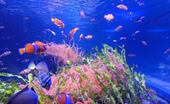 SEA LIFE London Aquarium