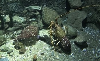 SEA LIFE London Aquarium