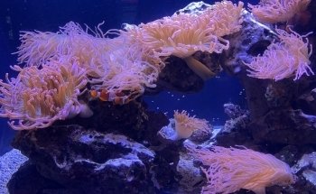 The Deep