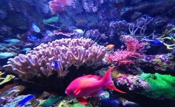 The Deep