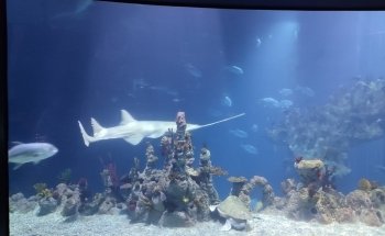 The Deep