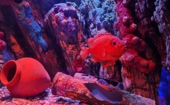 National SEA LIFE Centre Birmingham