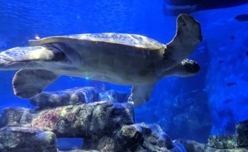 National SEA LIFE Centre Birmingham