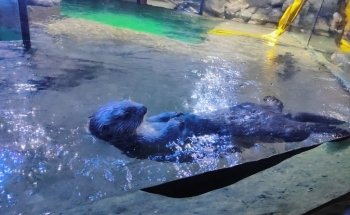 National SEA LIFE Centre Birmingham