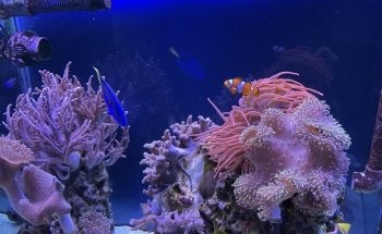 National SEA LIFE Centre Birmingham