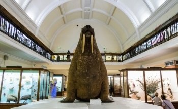 Horniman Museum and Gardens