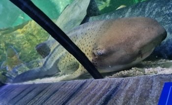SEA LIFE Blackpool