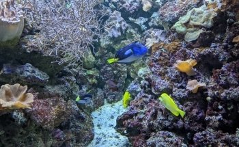 SEA LIFE Blackpool