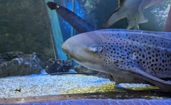 SEA LIFE Blackpool