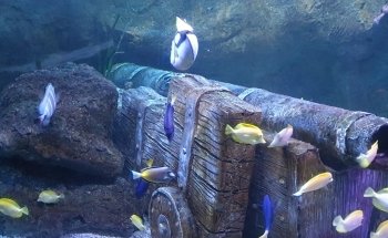 SEA LIFE Blackpool