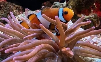 SEA LIFE Blackpool