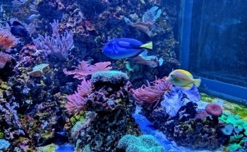 SEA LIFE Brighton