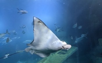 National Marine Aquarium