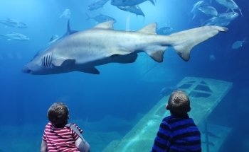 National Marine Aquarium