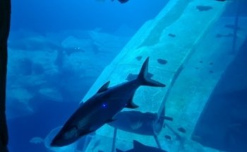 National Marine Aquarium