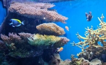 National Marine Aquarium