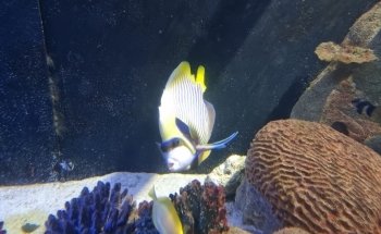 National Marine Aquarium