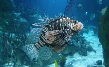 National Marine Aquarium