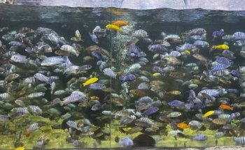 Blue Planet Aquarium