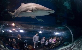 Blue Planet Aquarium