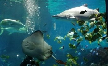Blue Planet Aquarium