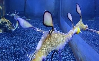 SEA LIFE Centre Weymouth