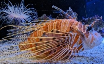 SEA LIFE Centre Weymouth