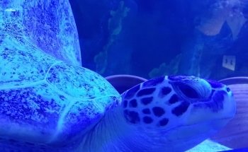SEA LIFE Centre Weymouth