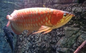 SEA LIFE Centre Weymouth