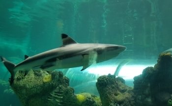 Oceanarium