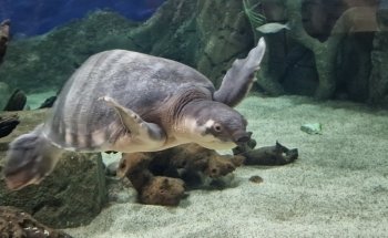 Oceanarium