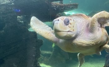 Oceanarium