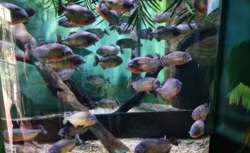 Oceanarium