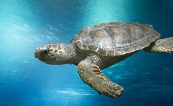Oceanarium