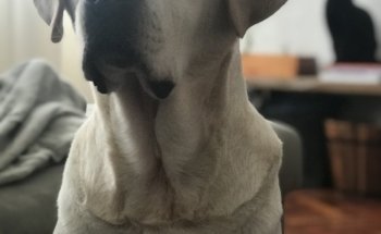 Mascotak