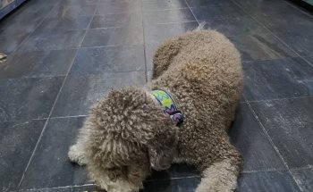 Mascotak
