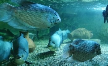 SEA LIFE Great Yarmouth
