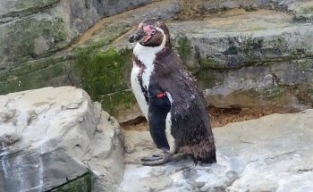 SEA LIFE Great Yarmouth