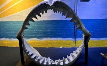 Bristol Aquarium