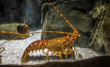 Bristol Aquarium