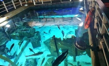 Bristol Aquarium