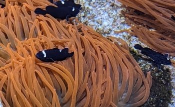 SEA LIFE Hunstanton