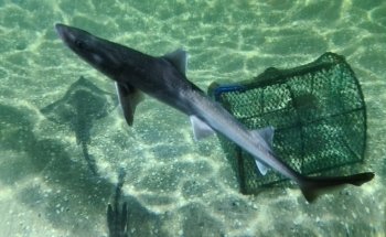SEA LIFE Hunstanton