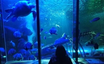 SEA LIFE Hunstanton