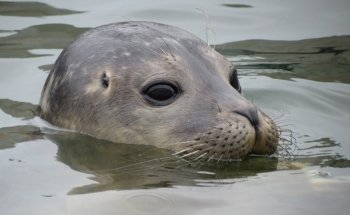 SEA LIFE Hunstanton
