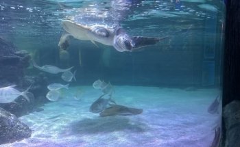 SEA LIFE Loch Lomond Aquarium