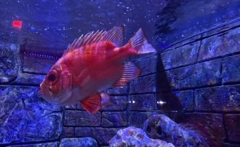 SEA LIFE Loch Lomond Aquarium