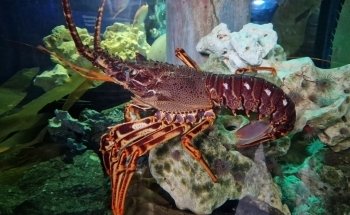 SEA LIFE Loch Lomond Aquarium