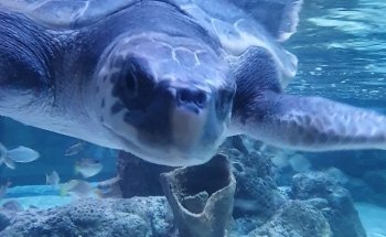 SEA LIFE Loch Lomond Aquarium