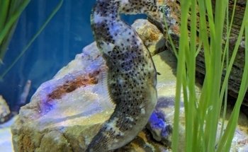SEA LIFE Loch Lomond Aquarium